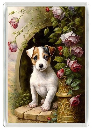 Jack russell terrier - jack,
