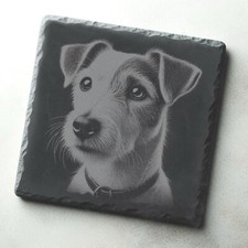 Jack Russell Terrier Dog