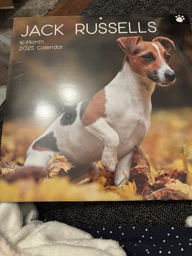 Jack russells month 2025 - 16,