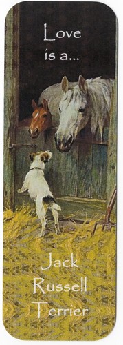 Jack russell terrier dog - russell,