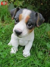 JACK RUSSELL PUPPY, Tri