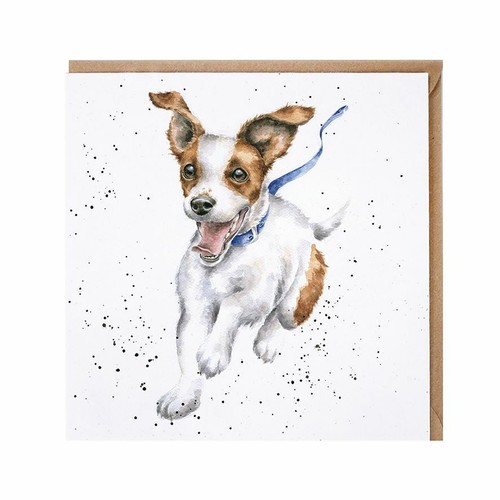 Funny jack russell - russell, dog
