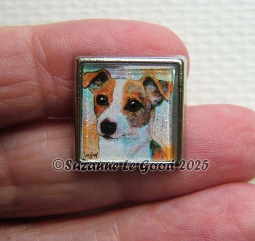 Jack russell terrier dog - jack,