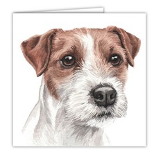 Parson Jack Russell Terrier