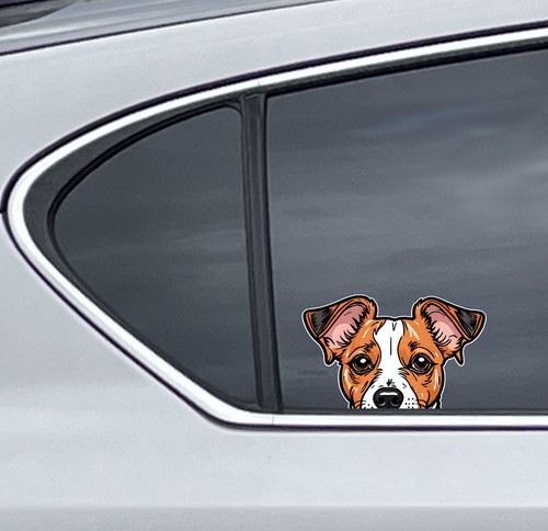 Cute jack russell - russell, dog