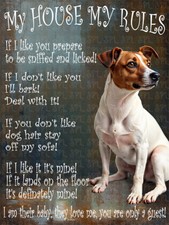 Jack Russell Dog My House My