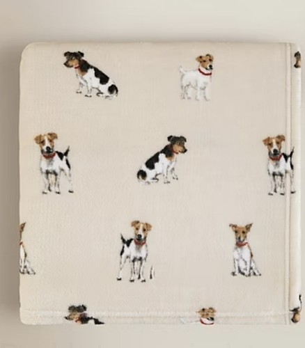 New jack russell dog - jack,